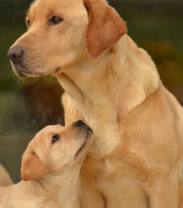 Education canine La Roche sur Yon, les assistantes