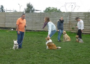 Dressage de chiens à La Roche sur Yon en cours collectifs