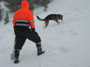 Dressage de chien en Vendée, le chien d'avalanche