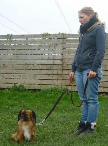 Education canine Vendée en cours individuel