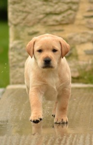 Education chiot La Roche sur Yon, l'arrivée du chiot à la maison