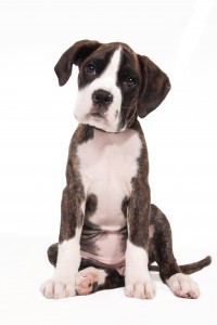 Education chiot La Roche sur Yon, quand le chiot grandit