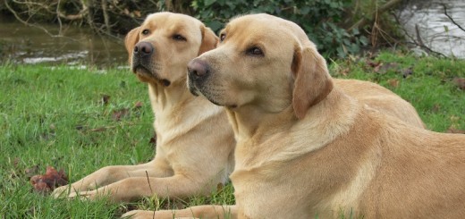 Educateur canin 85