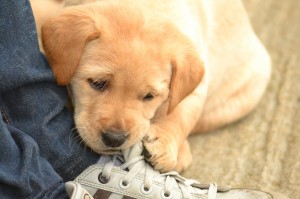 Comportementaliste pour chien à La Roche sur Yon - Chien qui mordille