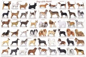 Conseil pour choisir une race de chien parmi toutes ces races de chiens