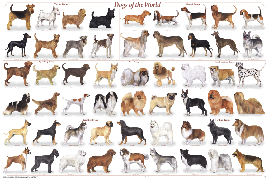 Conseils Pour Choisir Une Race De Chien Chien Au Pied