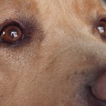 Educateur canin à La Roche sur Yon Elfie