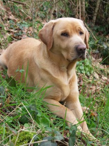 Education canine à domicile