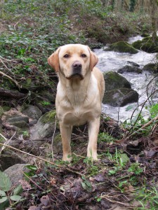 Education canine à domicile