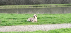 Education de chien à la Roche sur Yon - Chien au Pas bougé