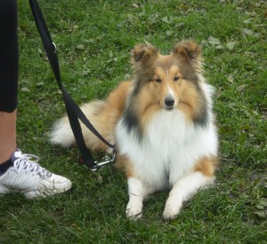 Education de chien à la Roche sur Yon - Chien au couché