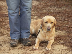 Méthodes d'éducation canine - Elfie au couché