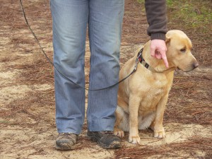 Méthodes d'éducation canine - Elfie à l'écoute d'un ordre
