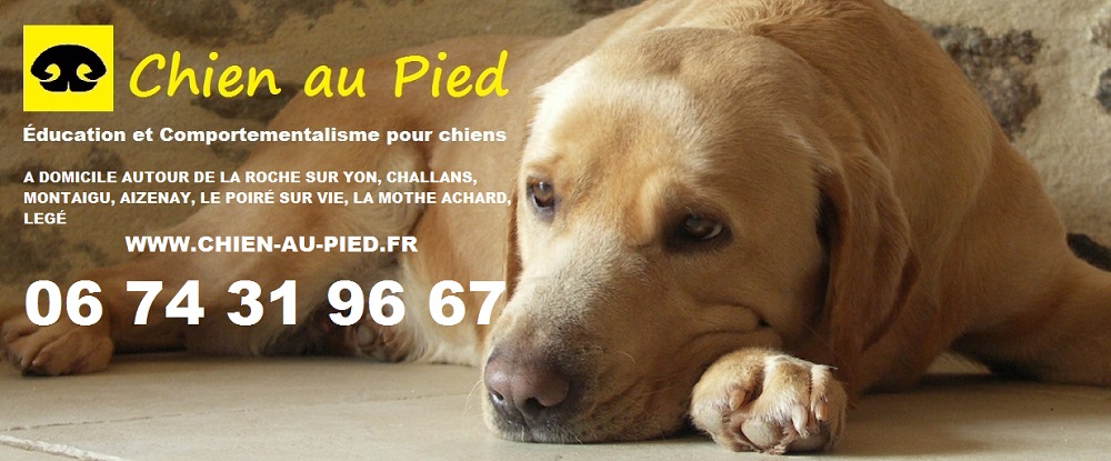 Photo de l'article Centre d'éducation canine en Vendée Versus Éducateurs canins professionnels