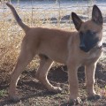 dressage du berger belge malinois