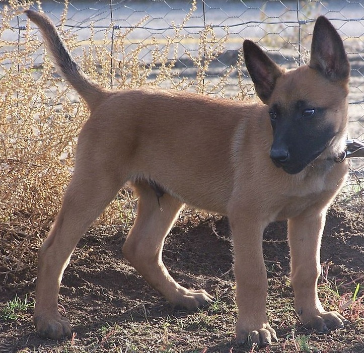 Berger belge malinois à dresser Chien au Pied