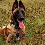 dressage du berger belge malinois au couché