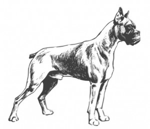 Chien boxer