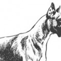 Dressage boxer 85