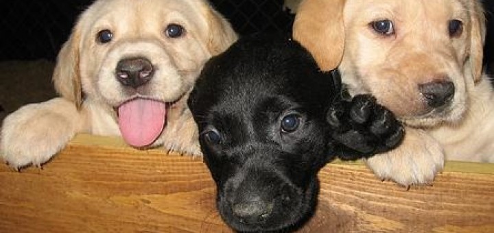 Dressage de chiot en Vendée