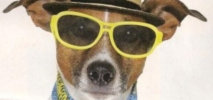 Dresseur de chien en Vendée - Les modes de garde