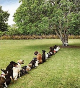 Photo de l'article dressage chiot La Roche sur Yon