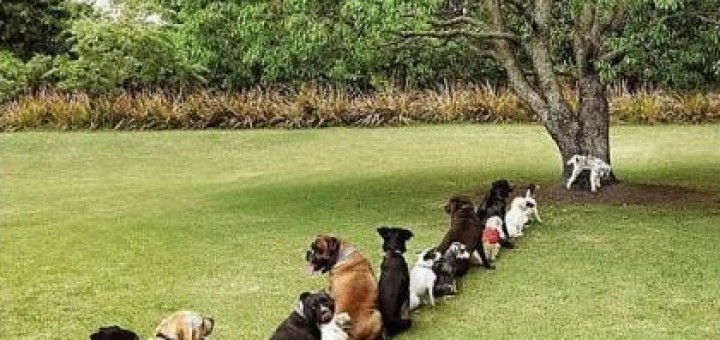 Photo de l'article dressage chiot La Roche sur Yon