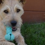 Junior dans la jardin