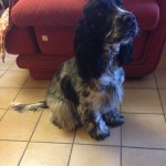 Loukoum très attentif