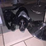 Jdena et Lona au calme dans la maison