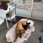 Yorques d'un calme olympien