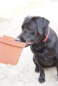 Lolie découvre le jardinage