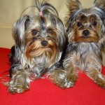 Laly et Jamine assises