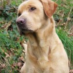 Educateur canin Challans 2