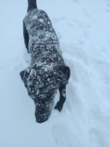 Bailey à la neige
