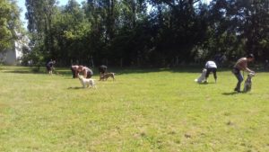 Cours collectif d'éducation de chien en Vendée