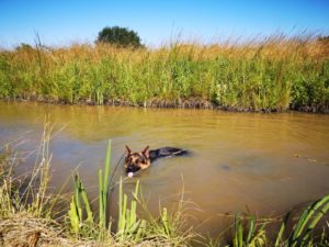 Maiko dans l'eau